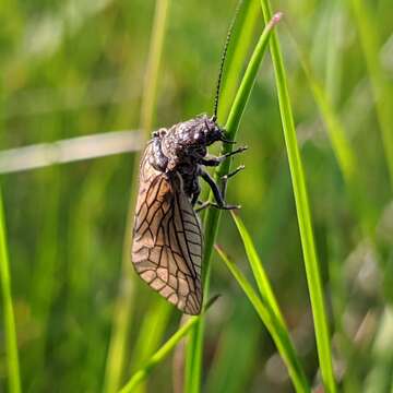 Image of Alderfly