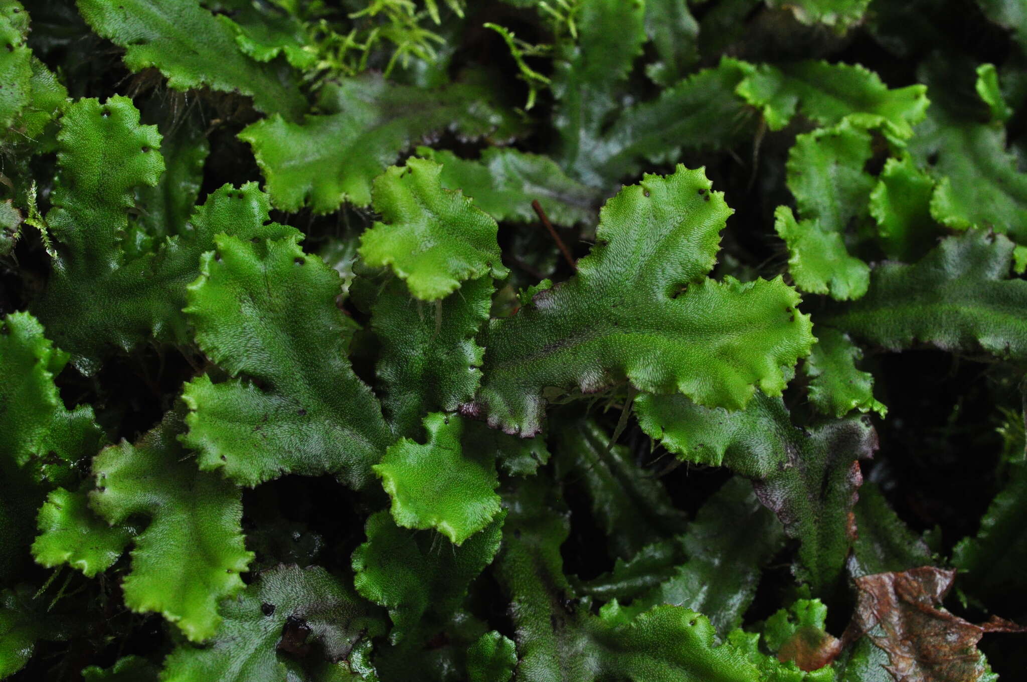 Image of Marchantiaceae
