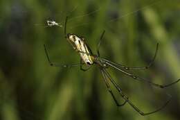 Image of Leucauge kibonotensis Tullgren 1910