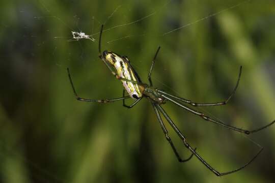 Image of Leucauge kibonotensis Tullgren 1910