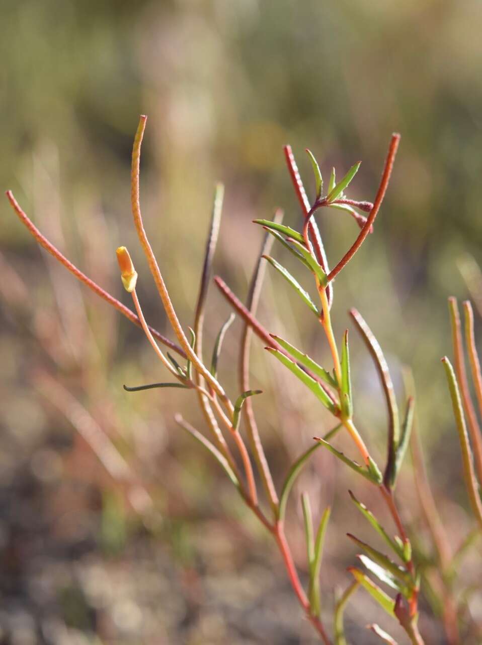 Image of Kern River evening primrose