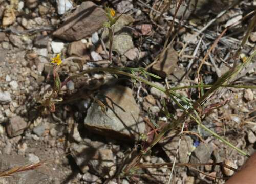 Image of volcanic gilia