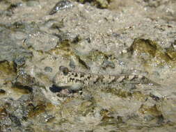 Image of Common mudskipper