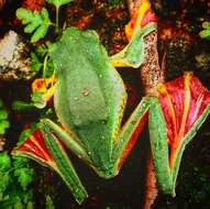 Image of Malabar Gliding Frog