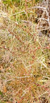 Image of Hakea carinata F. Müll. ex Meissn.