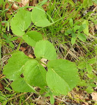 Imagem de Laserpitium latifolium L.