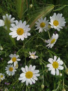 Image of corn chamomile