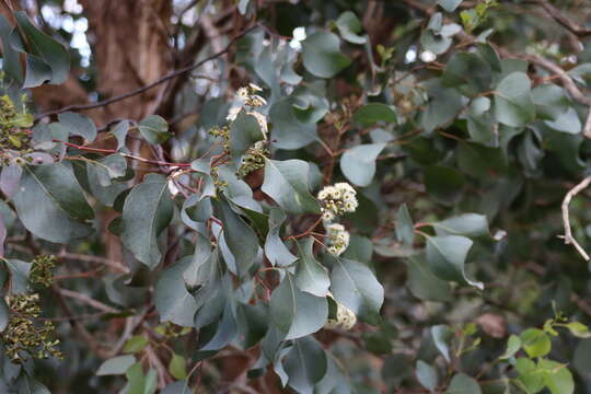 Image of Eucalyptus polyanthemos subsp. vestita L. A. S. Johnson & K. D. Hill