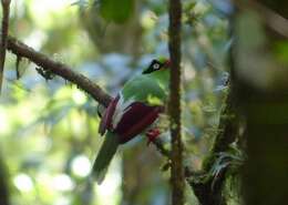 Image of Bornean Green Magpie