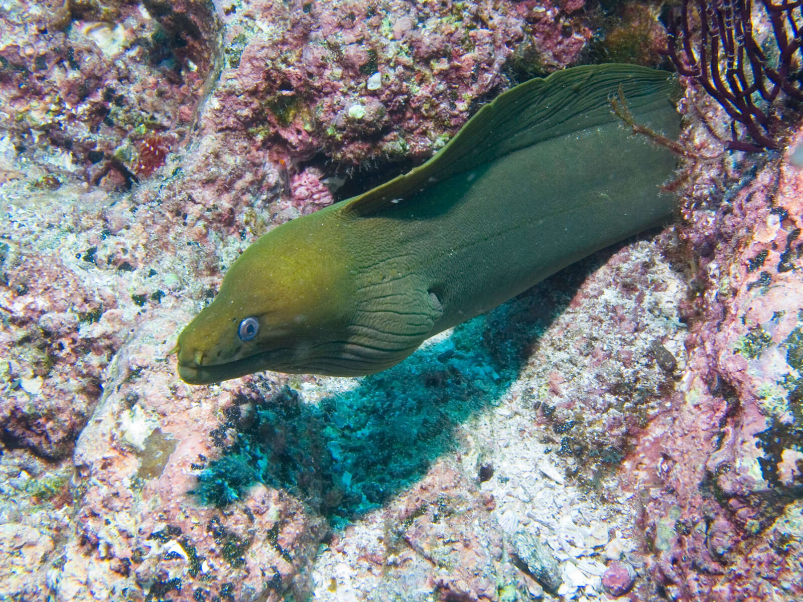 Image of Chestnut moray