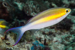 Image of Goldstripe whiptail