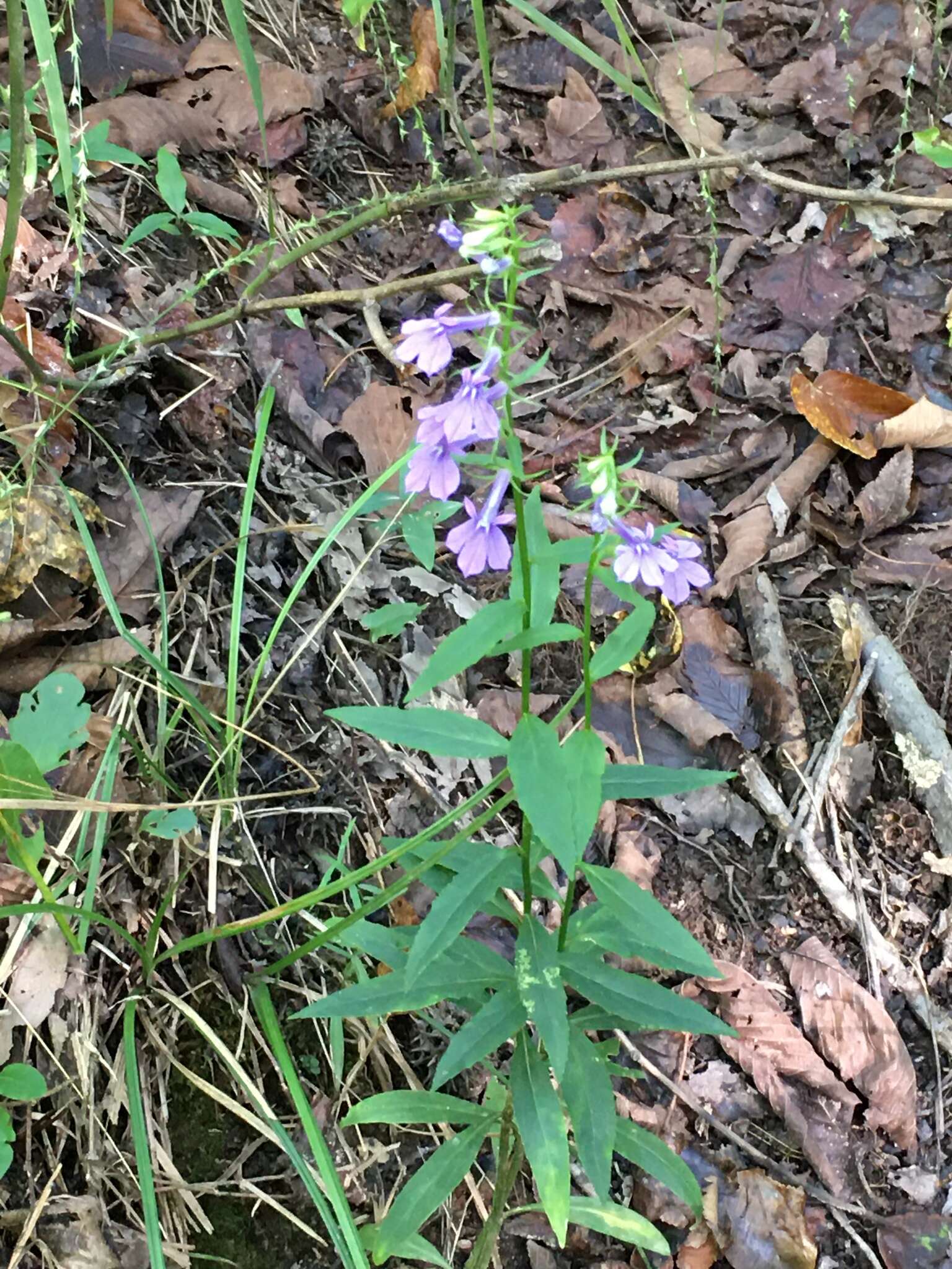 Image of southern lobelia