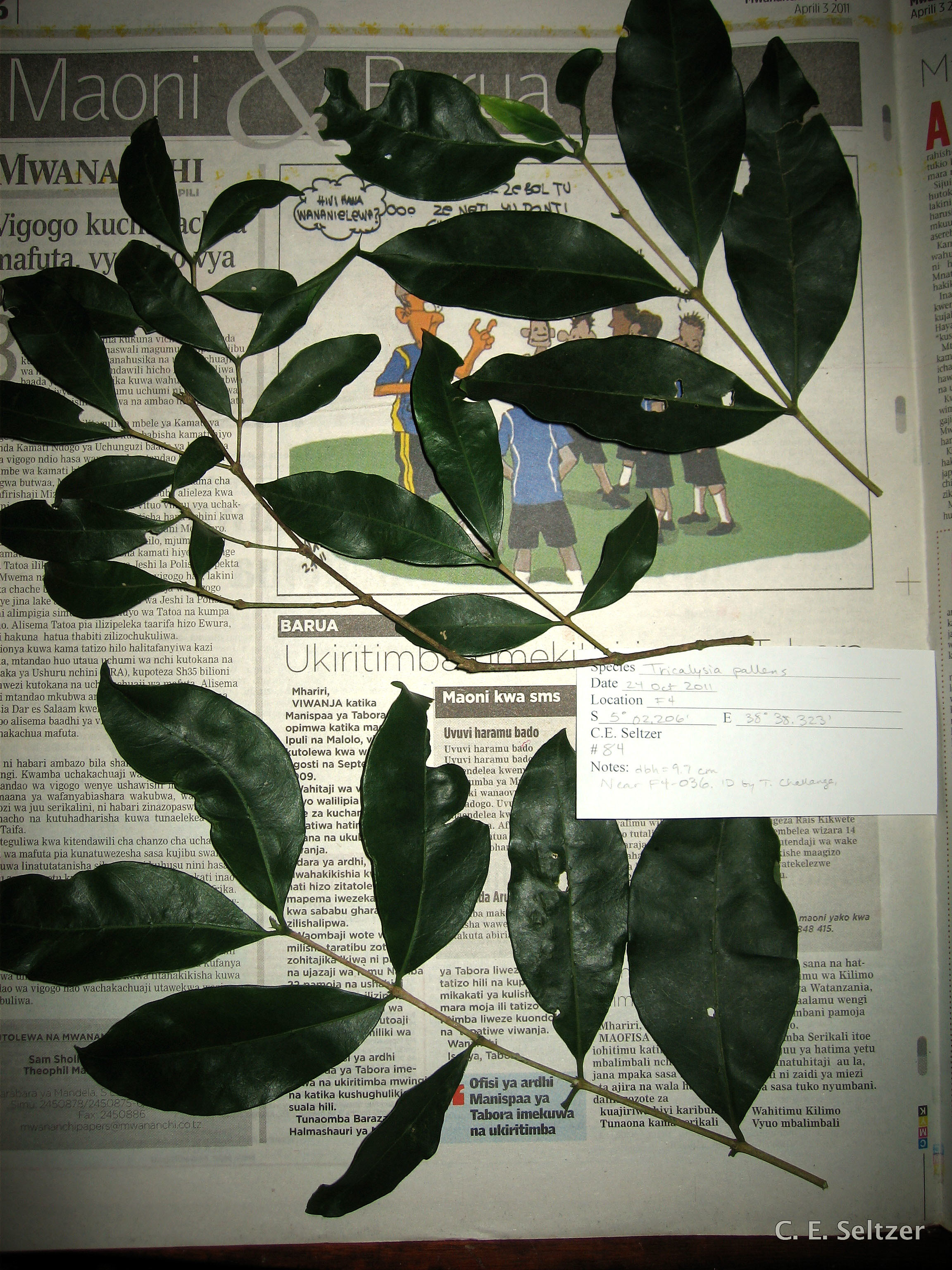 Tricalysia pallens (rights holder: TanzaniaPlantCollaboration)