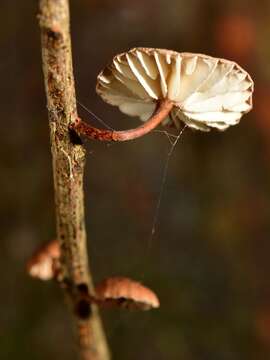 Image of Mycetinis curraniae (G. Stev.) J. A. Cooper & P. Leonard 2012