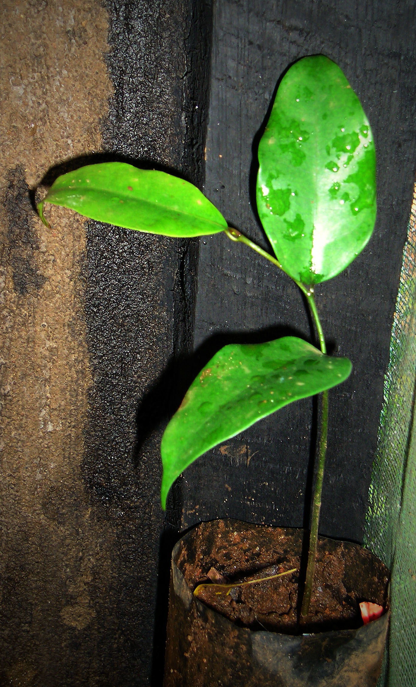Trilepisium madagascariense (rights holder: TanzaniaPlantCollaboration)