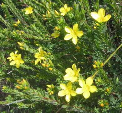 Image of Linum aethiopicum Thunb.