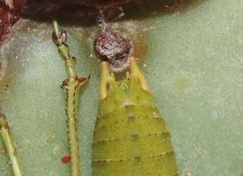 Image of Creosote Shieldback