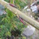 Image of Populus ciliata Wall. ex Royle