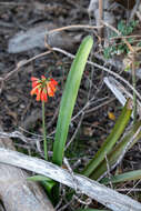 Image of Clivia nobilis Lindl.