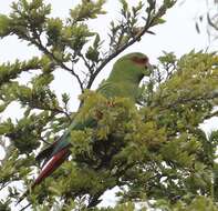 Image of Slender-billed Conure