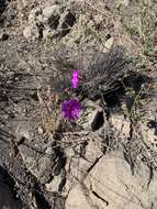 Image of Cistanthe grandiflora (Lindl.) Schltdl.