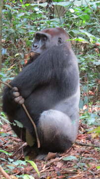 Image of Lowland Gorilla