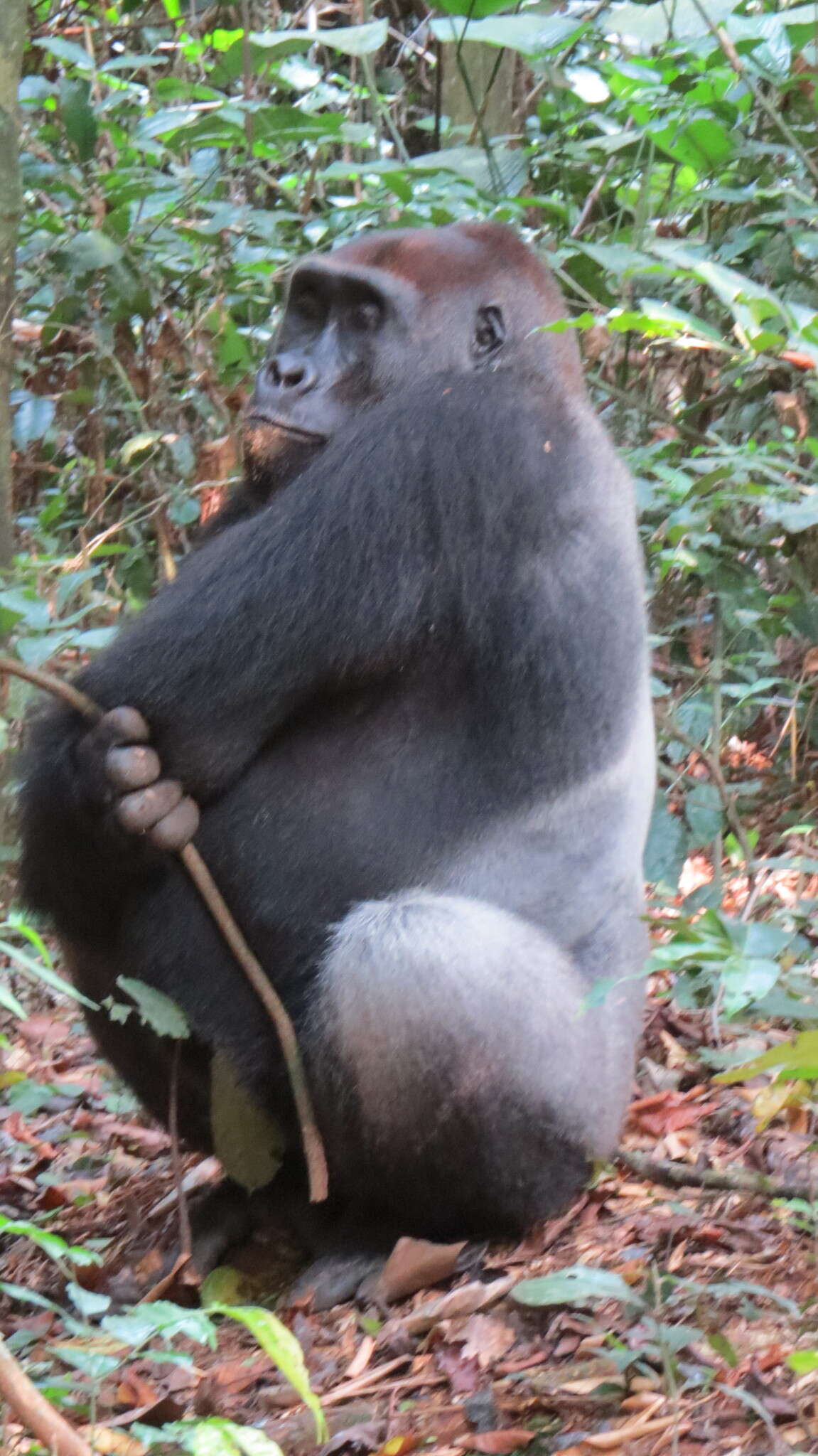 Image of Lowland Gorilla