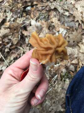 Image of Gyromitra korfii (Raitv.) Harmaja 1973