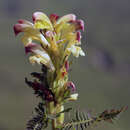 Image of Pedicularis chroorrhyncha Vved.