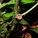 Sivun Anaxagorea brevipedicellata Timmerman kuva