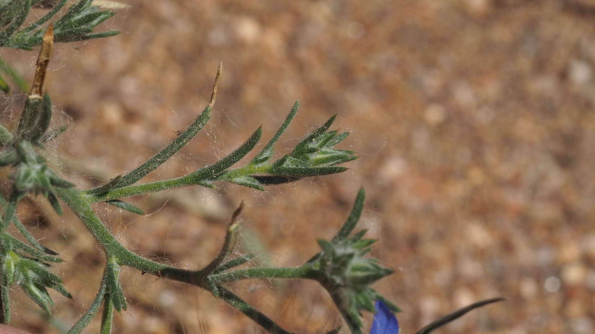 Image of sapphire woollystar