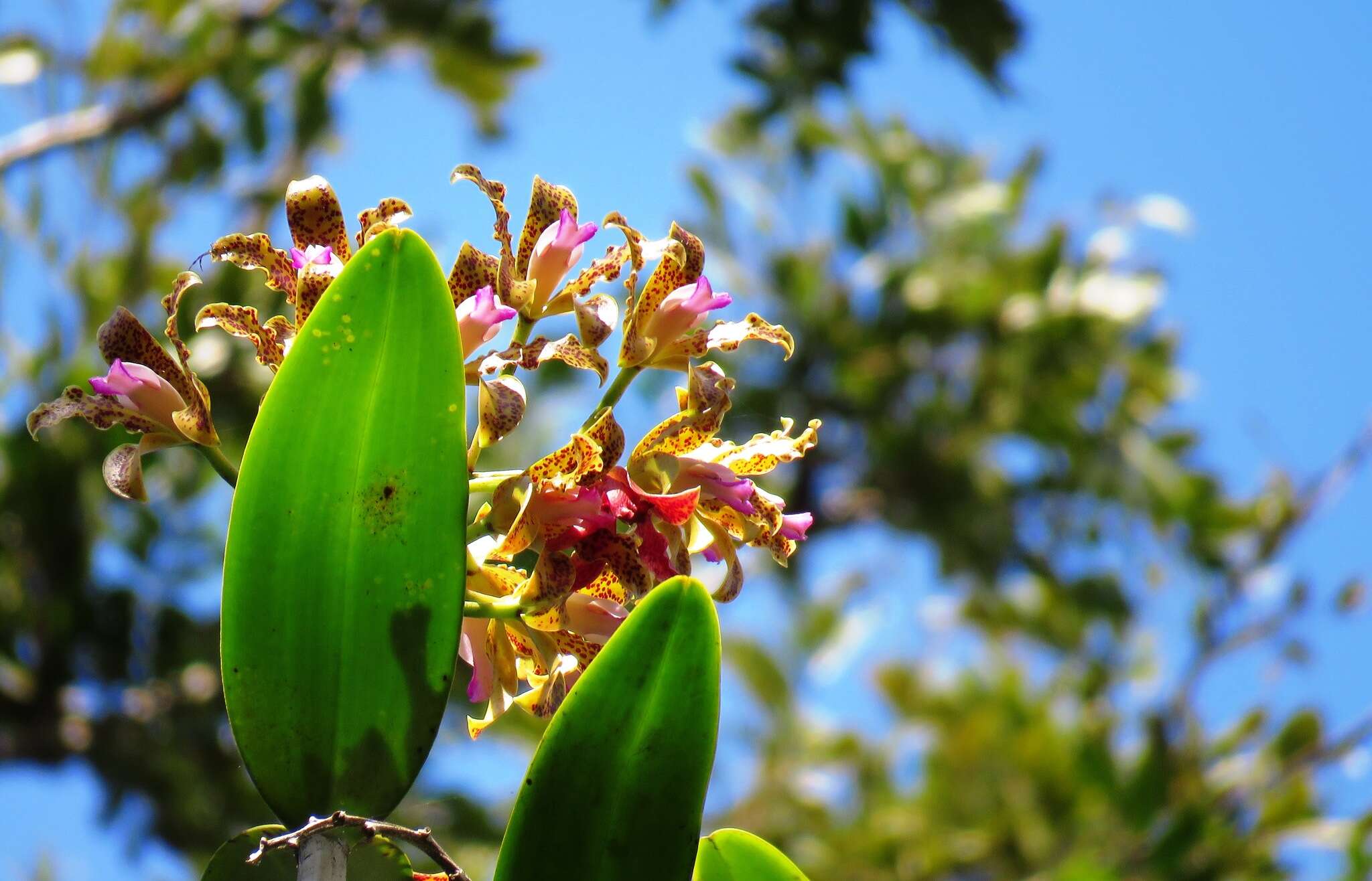 Image of Spotted Cattleya