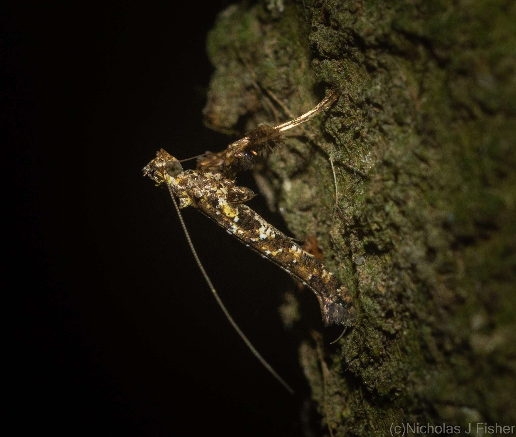 Image of Caloptilia albospersa (Turner 1894)