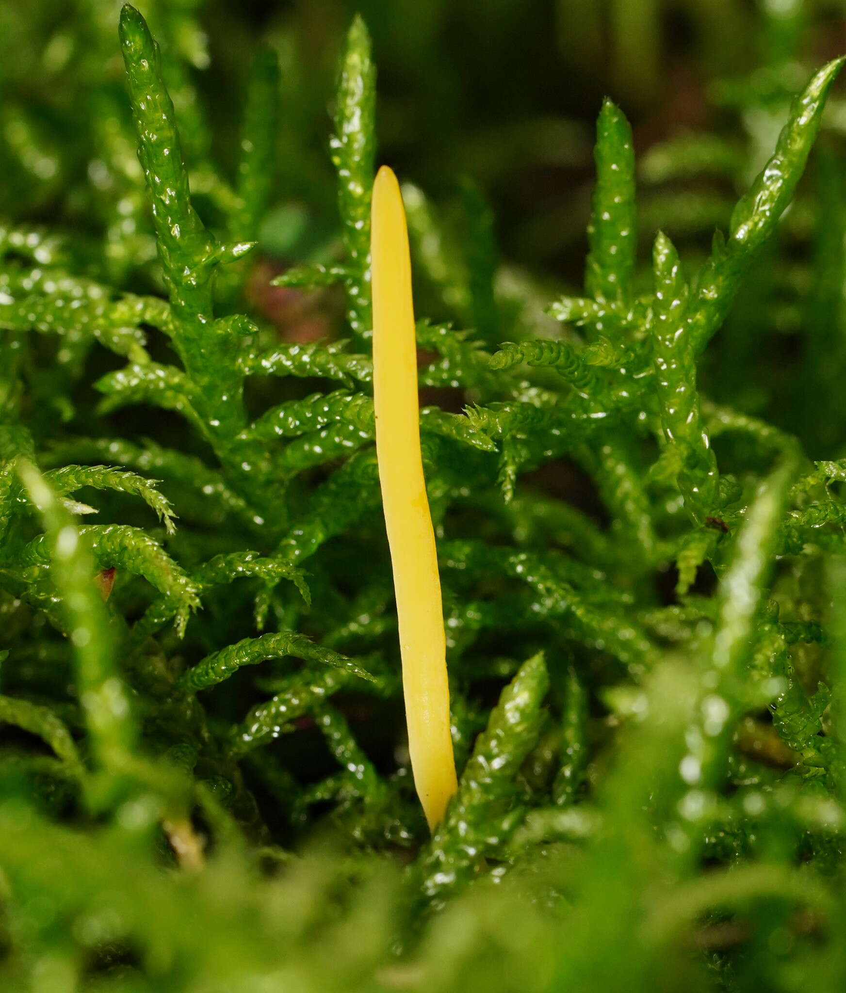 Image of Ramariopsis simplex R. H. Petersen 1988