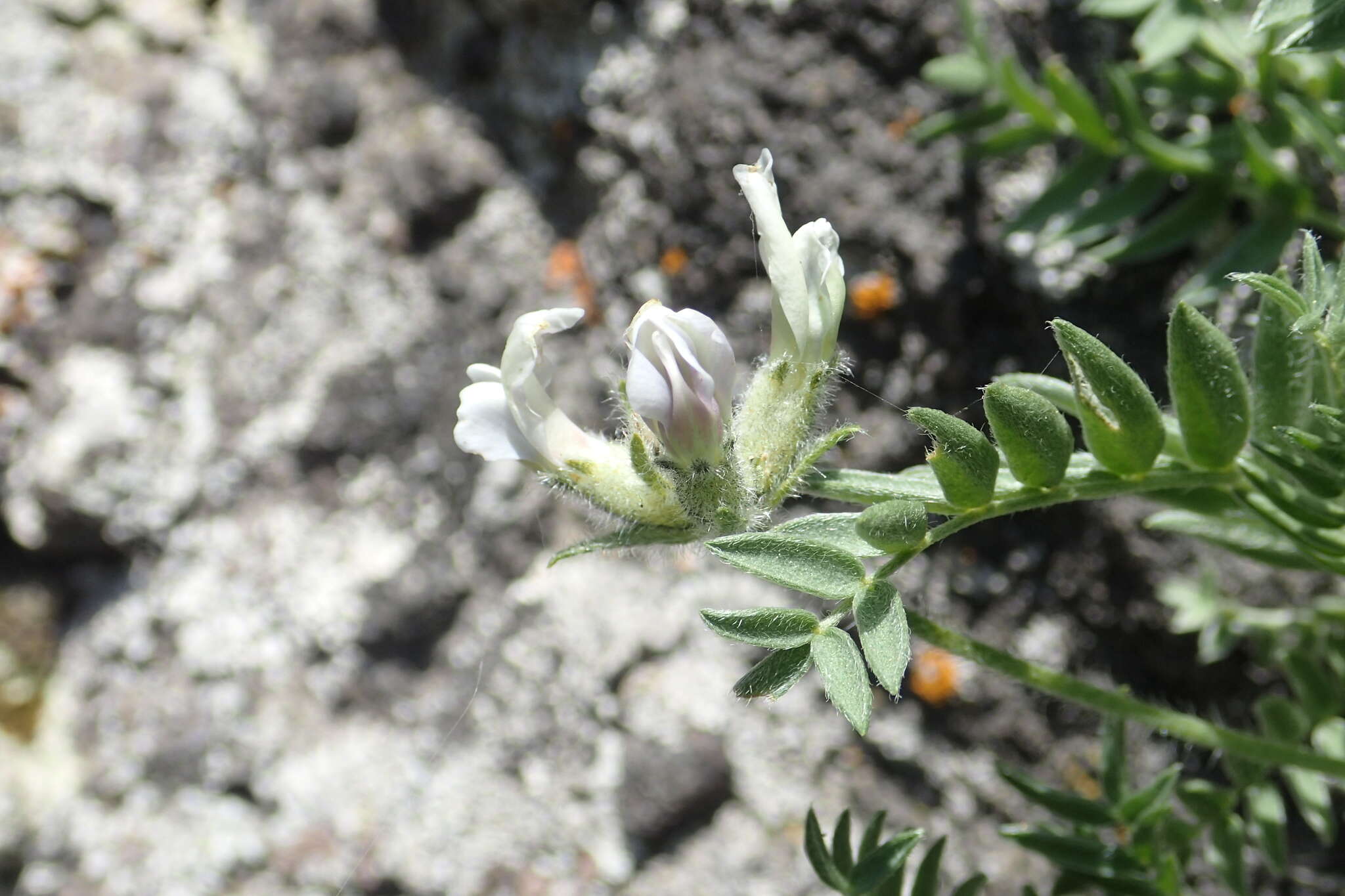 Image de Oxytropis evenorum Jurtzev & A. P. Khokhr.