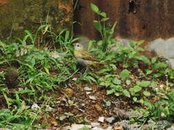 Image of Sicalis flaveola flaveola (Linnaeus 1766)