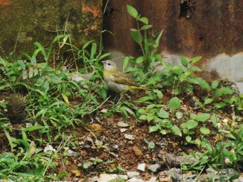 Image of Sicalis flaveola flaveola (Linnaeus 1766)