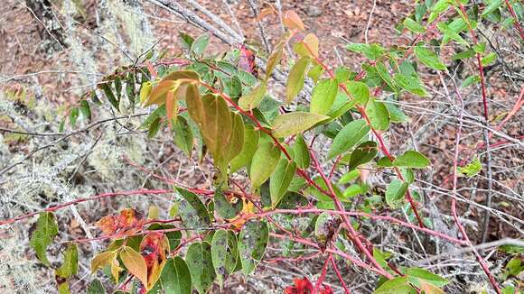 Image of Gaultheria leucocarpa Bl.