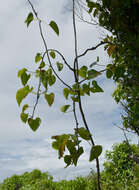 Image of Tinospora smilacina Benth.