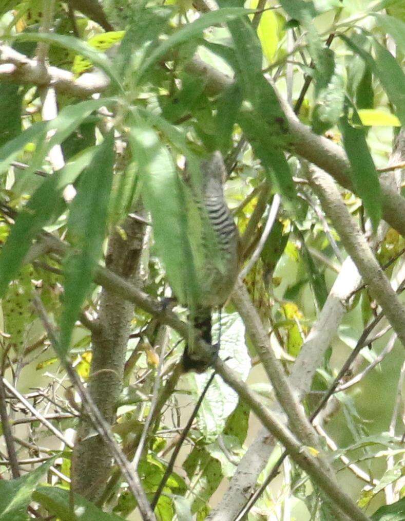 Image of Rufous-winged Antshrike