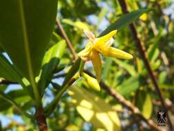 Image of red mangrove