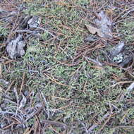 Image of Lescur's thelia moss