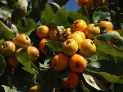 Imagem de Crataegus mexicana Moc. & Sesse ex DC.