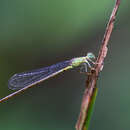 Слика од Ceriagrion nigrolineatum Schmidt 1951