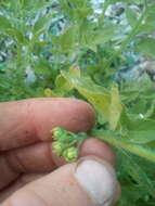 Solanum physalifolium var. nitidibaccatum (Bitter) J. M. Edmonds的圖片