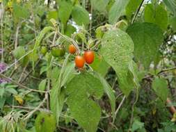 Image of Lycianthes pringlei (Robins. & Greenm.) Bitter