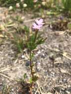 Image of Epilobium collinum C. C. Gmel.