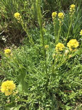 Image of medium flowered winter-cress