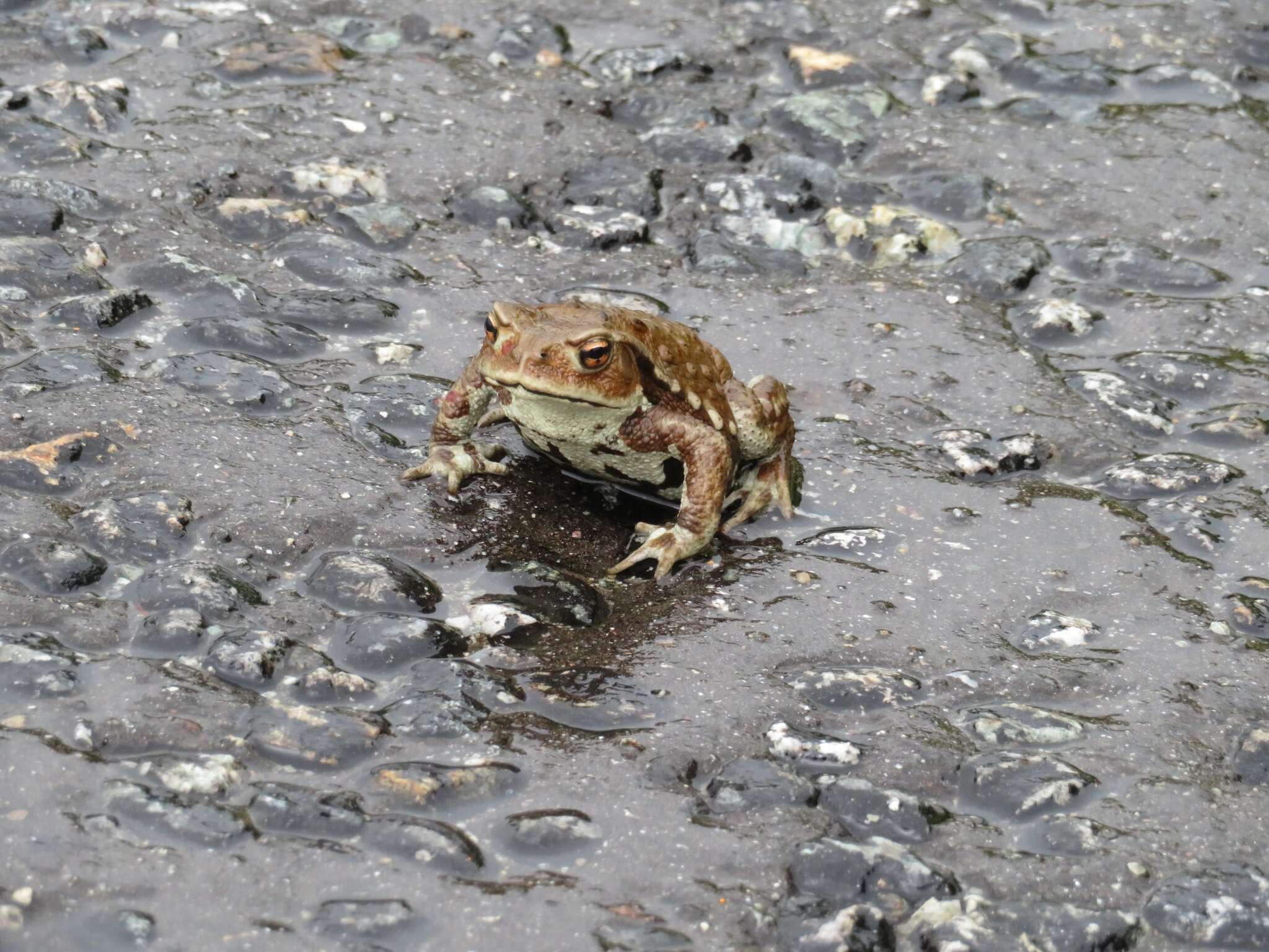 Sivun Bufo japonicus Temminck & Schlegel 1838 kuva