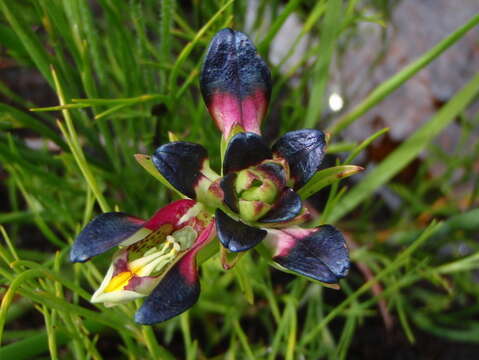 Image of Disa atricapilla (Harv. ex Lindl.) Bolus